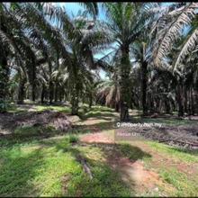 For Sale- 48 Acre Agriculture Land@ Kulai