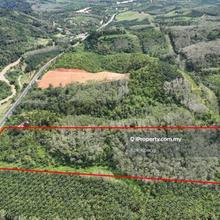 Rubber plantation beside main road