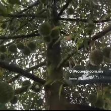Harvesting Freehold Durian Agricultural land @ Lenggon Perak For Sales