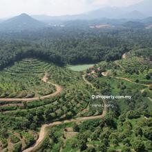 50 acres Durian Farm in Gua Musang For Sale