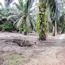 Teluk Kerang Rimba Terjun Pontian Palm Oil Agricultural Land