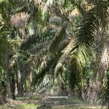 Layang-Layang Johor Oil Palm Land For Sale