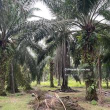 For Sale- 5.05 and 3.28 Acres Agriculture Land@ Bulit Gambir, Johor
