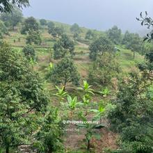Durian farm at Sg. Gapoi, Karak for sale