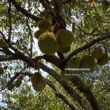 Bentong Bukit Tinggi Durian Farm For Sale