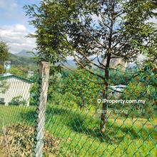 Small Musang King durian orchard in Bentong Karak