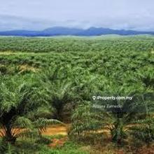 Spacious 1,050 Acres Agricultural Land Taiping, Perak