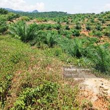 3,246 Acres Freehold Oil Palm Plantation For Sale, Gua Musang
