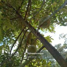 9 acres Karak Mk Durian Land For Sale
