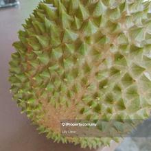 4.77acre Agriculture Land (Durian Orchard) Jerebu Negeri Sembilan  