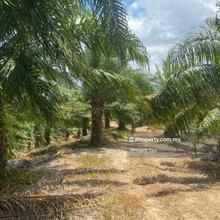 45 Acres Freehold Young Oil Palm Mersing Johor