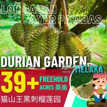 Musang King Blackthorn Durian Farm at Alor Gajah Ayer Pa'abas
