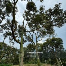 27 acres Raub Sg Chalit Mk Durian Land for Sale
