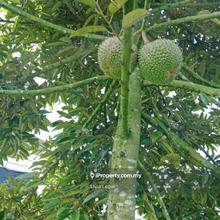 For Sale Durian farm / Agriculture Land at Kluang Johor 