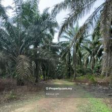 For Sale- 7.42 Acre Agriculture Land (Palm Oil)@ Simpang Renggam