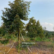 For Sale- 6.8 Acre Agriculture Land (Durian)@ Ayer Hitam