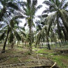 Kluang agriculture land for sale