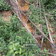For Sale Oil Palm Agriculture Land 