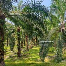 Countryside Agriculture Land