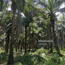 Jimah//Port Dickson//Negeri Sembilan//Palm Oil trees