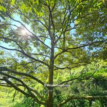 Freehold tourist durian farm ayer pa'abas alor gajah