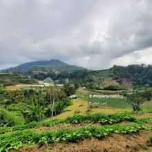 40 Acres Cameron Highland Land For Sale