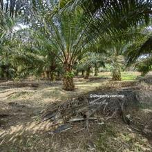 10 Acres Freehold Oil Palm Facing Main Road Tiram Buruk Tanjung Karang