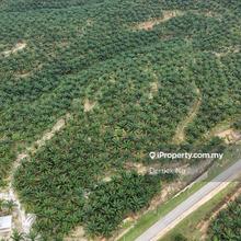 Tawar Baling , Tanah Pokok Sawit 191 Acres Free Hold For Sale 