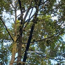 5.2 Acres Bentong Durian Orchard For Sale 