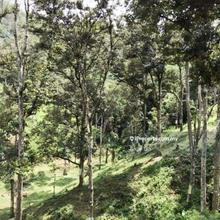 Agricultural Land For Sale in Bentong