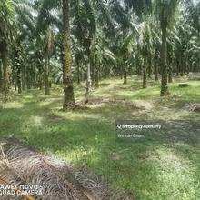 Jelai Taiping Perak 577 Acres Freehold Agriculture Land For Sale