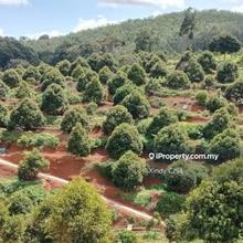 Kangar durian land for sale at rm 1.7 million