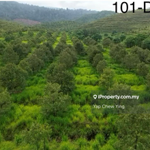 Cheap Sale! Rm3.67psf!! 1,000 Acres Durian Farm Land Bentong Pahang