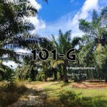 6 Acre Zone Residential Land Pekan Meru, Jalan Sawa Guni Freehold 