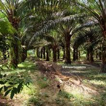 Agricultural Land Mukim Pantai For Sale