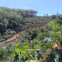 For Sale Oil Palm Land