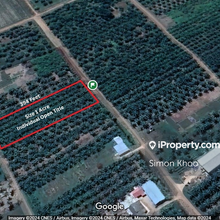 Direct Access With Matured Palm Oil Plantation