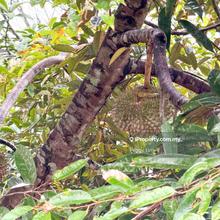 Liman Kati Kuala Kangsar Black Thorn Musang King Durian Farm For Sale