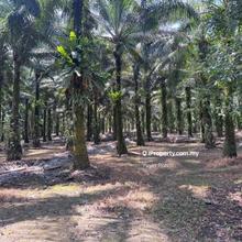Ulu Choh Pekan Nenas 4.97acres Land for Sale