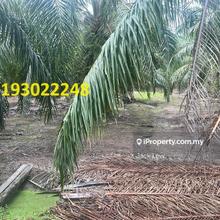 Sabak Bernam Agriculture Land. 