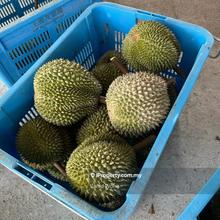 Premium Matured Black Thorn & Musang King Durian Plantation for Sale!!