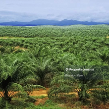 Segamat Buloh Kasap Agricultural Land For Sale Cheapest Price