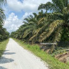 Oil Palm Estate for Sale