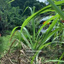 Sri merdeka land for rent