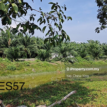 Banting Klang 2.68 Acre Agriculture Land v Palm Oil Tree & Good Income