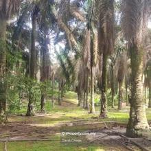 Palm Oil // Seremban // Rantau//Kuala Sawah//Industrial Area//5.6 Arce
