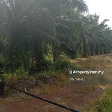 26-Acre Freehold Land for Sale at Panchang Bedena, Sabak Bernam