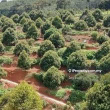 Perak Musang King Farm For Sale