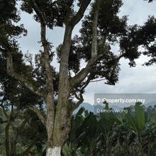18 acres durian orchard for sale 
