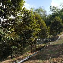 Beautiful hilly durian farm with clear streams surrounding 
